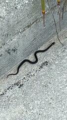 Diadophis punctatus punctatus