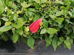 Malvaviscus