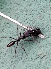 Odontomachus haematodus
