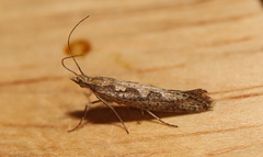 Plutella xylostella-australiana