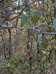 Crataegus crus-galli