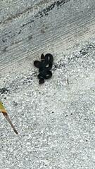 Diadophis punctatus punctatus