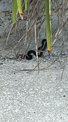 Diadophis punctatus punctatus