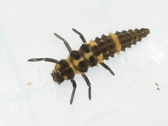 Cycloneda munda