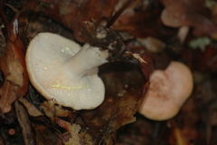 Lactarius chrysorrheus