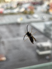 Vespula