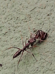 Odontomachus haematodus