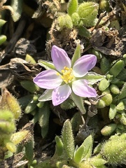 Spergularia macrotheca