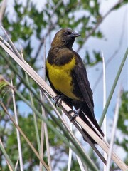 Pseudoleistes virescens
