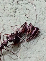 Odontomachus haematodus