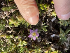 Spergularia macrotheca