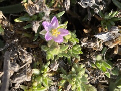 Spergularia macrotheca