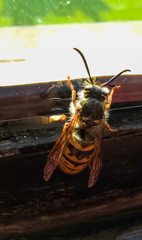 Vespula vulgaris