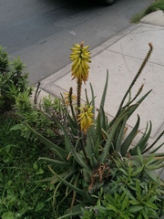 Aloe vera