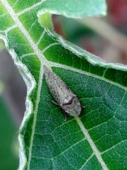 Xerophloea