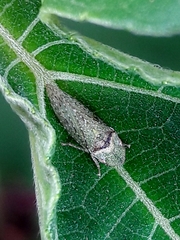 Xerophloea
