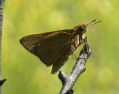 Euphyes pilatka
