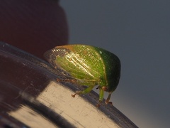 Spissistilus festinus