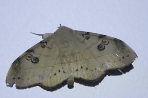 Argidia wedelina