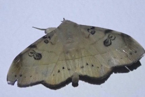 Argidia wedelina
