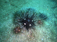 Astropyga pulvinata