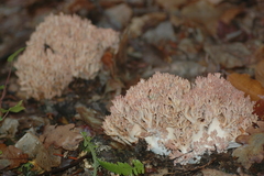 Ramaria botrytis