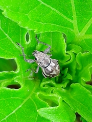 Parapantomorus fluctuosus