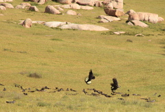 Zanda funerea funerea