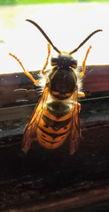 Vespula vulgaris