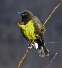 Pseudoleistes virescens