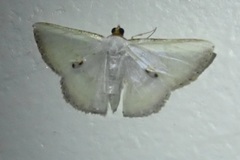 Leuciris fimbriaria