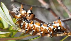 Psalidostetha banksiae