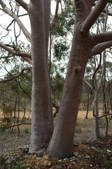 Corymbia citriodora
