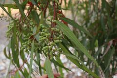 Corymbia citriodora
