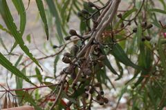 Corymbia citriodora