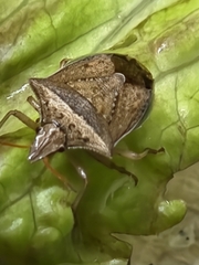 Diceraeus