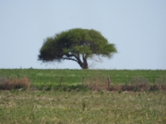 Prosopis caldenia