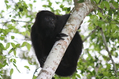 Alouatta pigra
