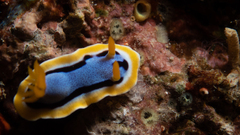 Chromodoris