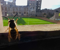 Vespula vulgaris