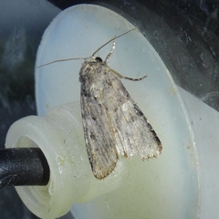Spodoptera cilium