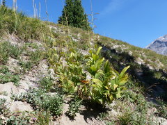Veratrum viride eschscholtzianum