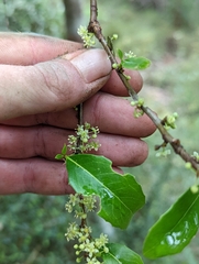 Denhamia bilocularis