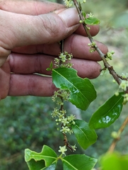 Denhamia bilocularis