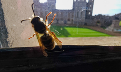Vespula vulgaris