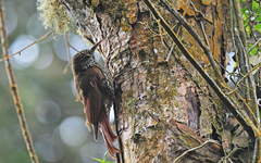 Lepidocolaptes lacrymiger