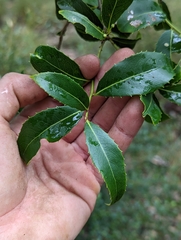 Denhamia bilocularis