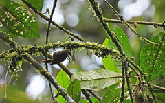 Margarornis squamiger