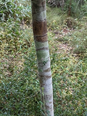 Denhamia bilocularis