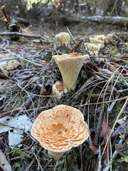 Turbinellus kauffmanii